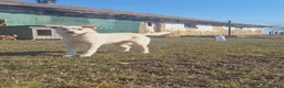 Mixed Breed dogs for adoption: Latte for adoption in Leigh-on-Sea - Advert 11