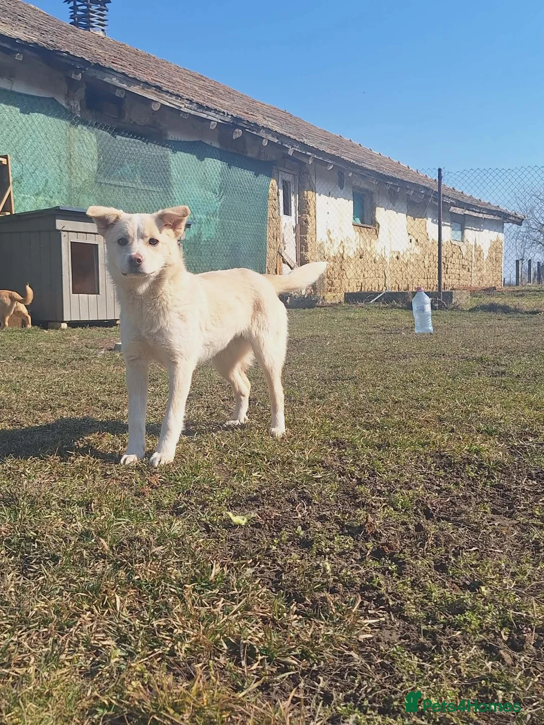 Mixed Breed dogs for adoption: Latte for adoption in Leigh-on-Sea - Advert 11