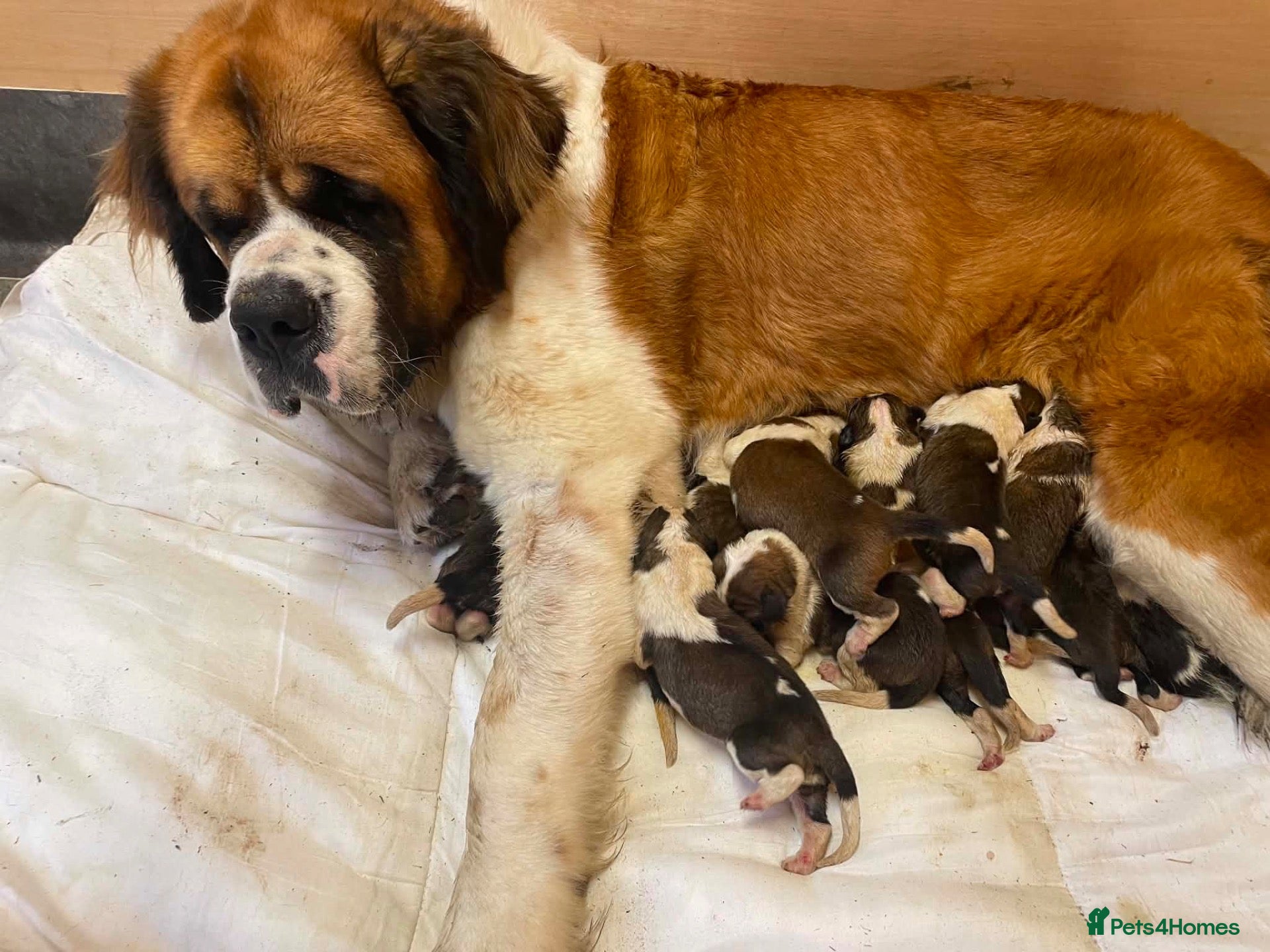 Saint Bernard dogs Saint Bernard puppies  - Advert 3