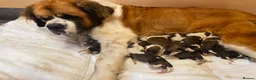 Saint Bernard dogs for sale: Saint Bernard puppies  - Advert 3