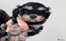 Cavapoo dogs for sale: 🌟HEALTH TESTED F1B CAVAPOO MERLE STUNNING PUPPIES - Image 11