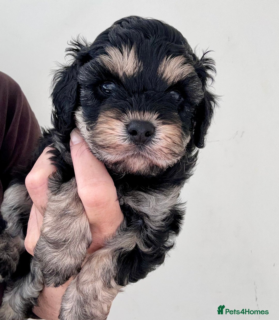 Cavapoo dogs for sale: 🌟HEALTH TESTED F1B CAVAPOO MERLE STUNNING PUPPIES - Image 11