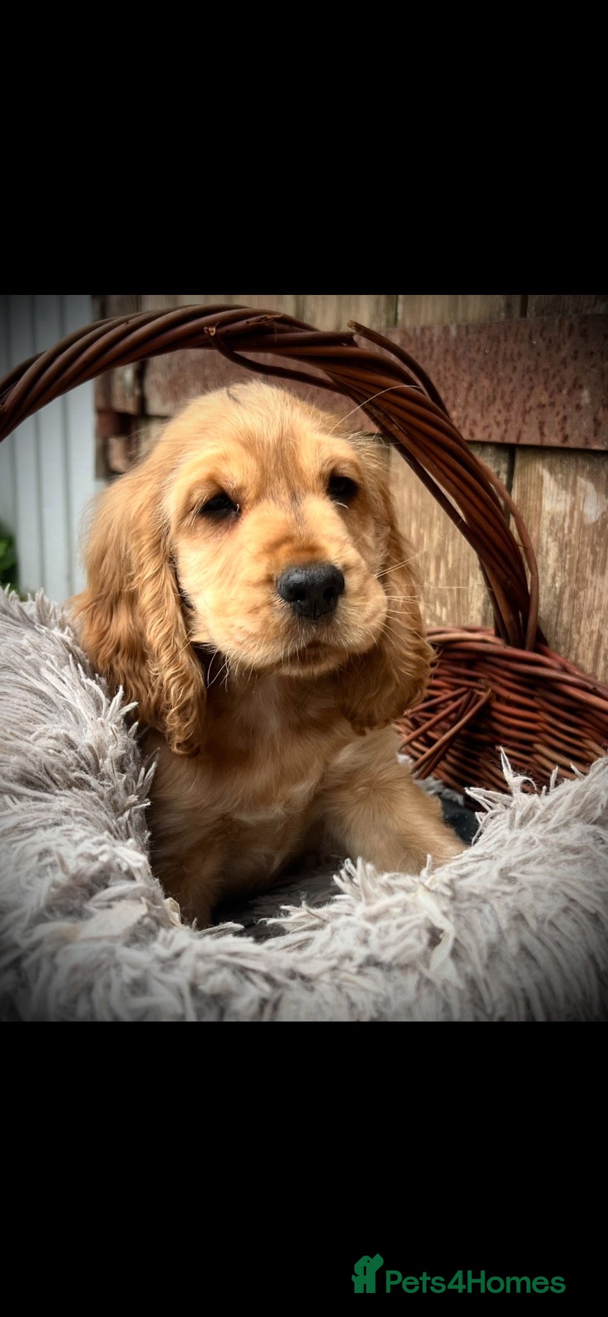 Cocker Spaniel dogs READY TO GO !! Only 1 Boy Left  - Advert 2