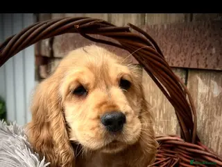 Cocker Spaniel dogs READY TO GO !! Only 1 Boy Left - Advert 2