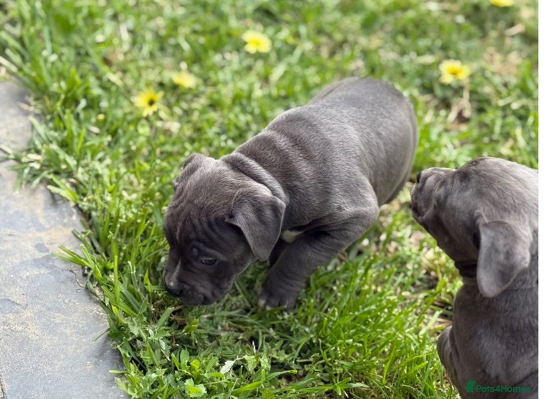 Staffordshire Bull Terrier dogs for sale: Worming Kc Reg %100Pure Staffy Puppies - Advert 4