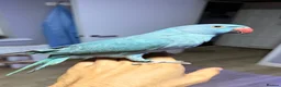 Ringnecks birds for sale:  **  DNAMALE HANDREAR TRAINED SPLIT CLEARTAIL  in Uxbridge - Advert 4