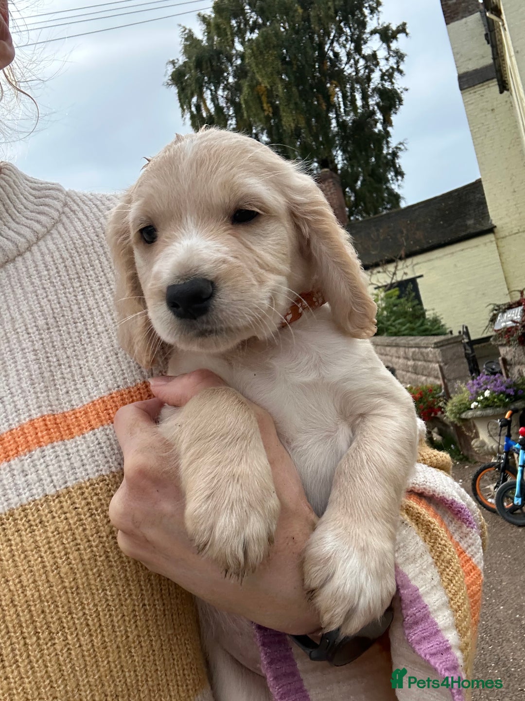 Cocker Spaniel dogs for sale: REDUCED, 2 LEFT. READY NOW! Cocker Spaniel mix - Image 19