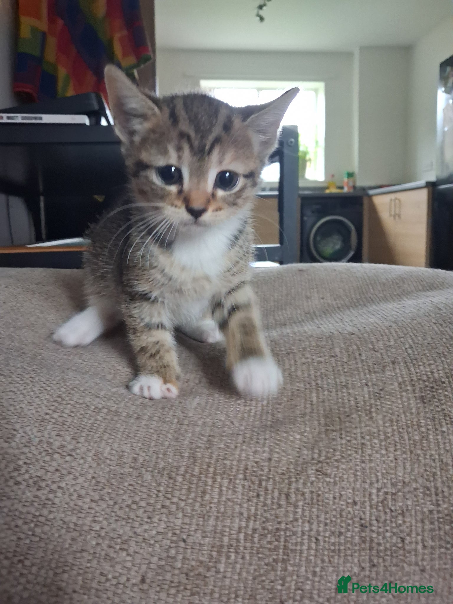 Domestic Shorthair cats Kittens - Advert 18
