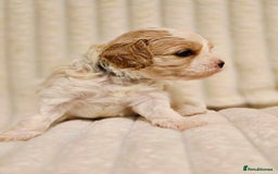Cavapoo dogs for sale: Adorable Cavapoo Pups fully health tested parents - Image 23
