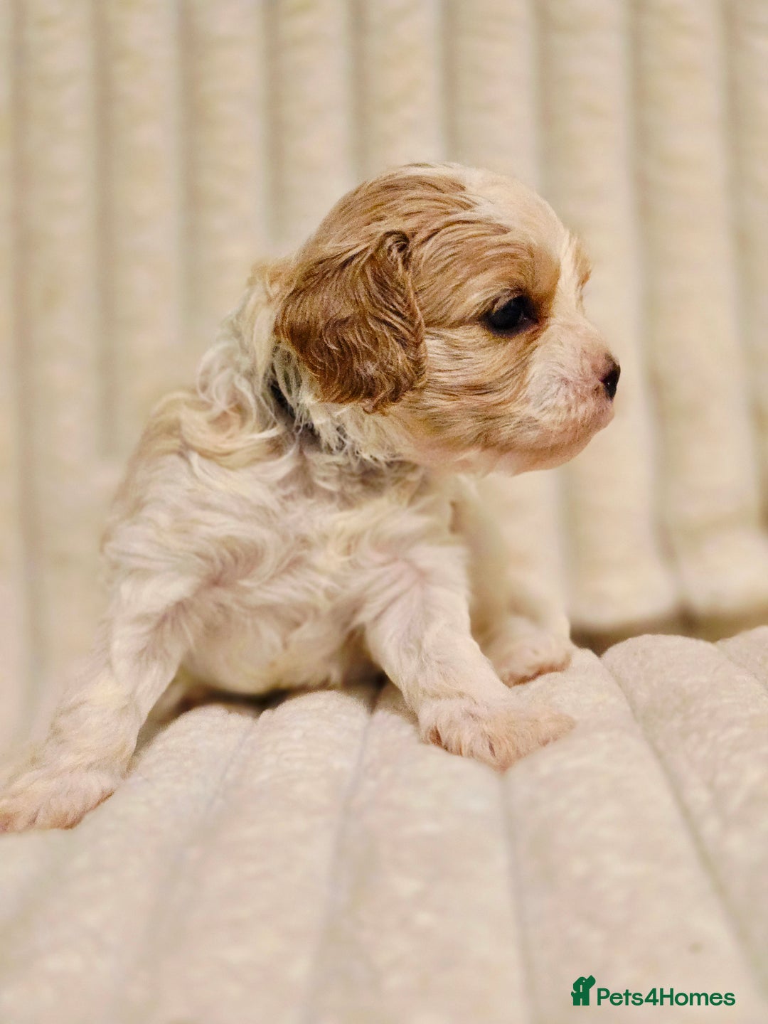 Cavapoo dogs for sale: Adorable Cavapoo Pups fully health tested parents - Image 23