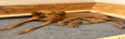 Hungarian Vizsla dogs for sale: 5 handsome Hungarian Viszla puppies for sale in Southport - Advert 12