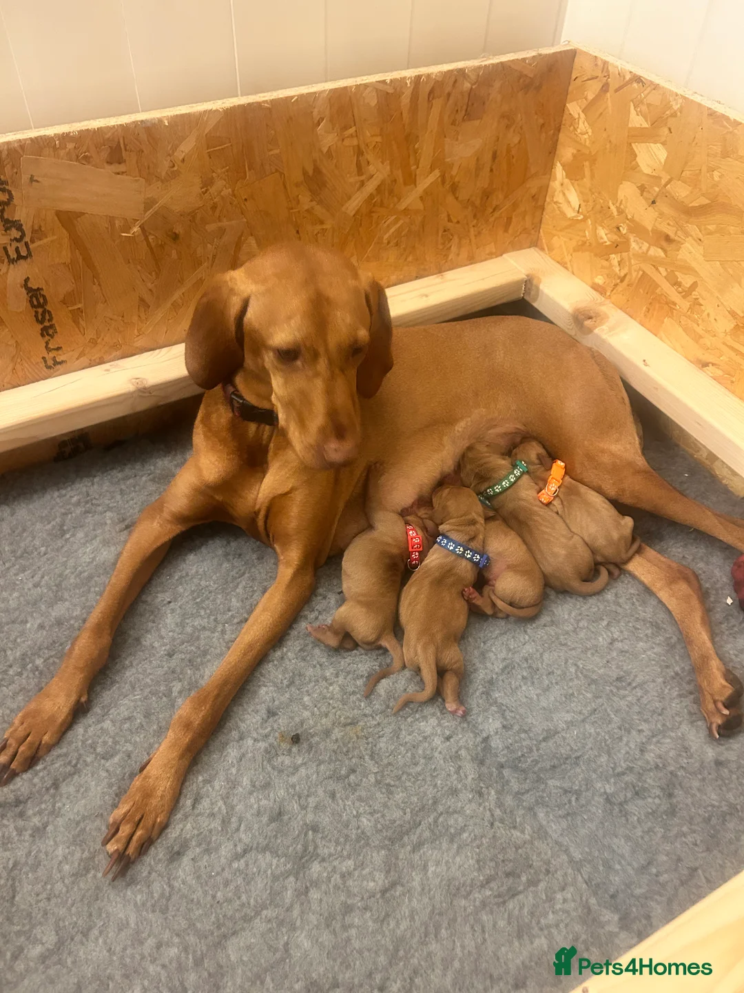 Hungarian Vizsla dogs for sale: 5 handsome Hungarian Viszla puppies for sale in Southport - Advert 12