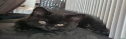 British Shorthair cats for sale: Rare Colour Black British Shorthair Kitten - Advert 6