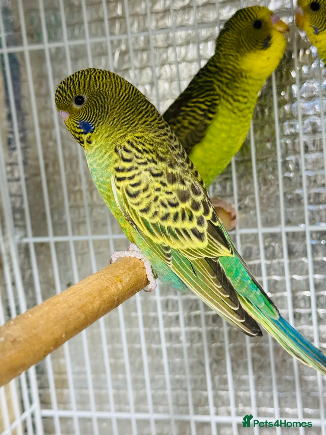 Budgerigars birds for sale: Black face split Melanistic budgie - Advert 1