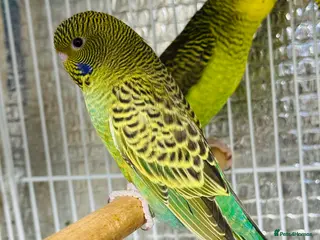 Budgerigars birds Black face split Melanistic budgie - Advert 1