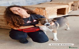 Mixed Breed dogs for adoption: Denver, 2 yrs approx. Available for adoption. - Image 11
