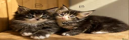 Maine Coon cats for sale: Beautiful Maine Coon kittens - Advert 21