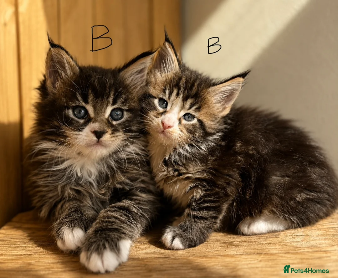 Maine Coon cats for sale: Beautiful Maine Coon kittens - Advert 2