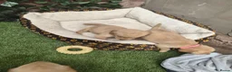 Goldador dogs for sale: Gorgeous F1 Goldador puppies from excellent lines in Kidderminster - Advert 8