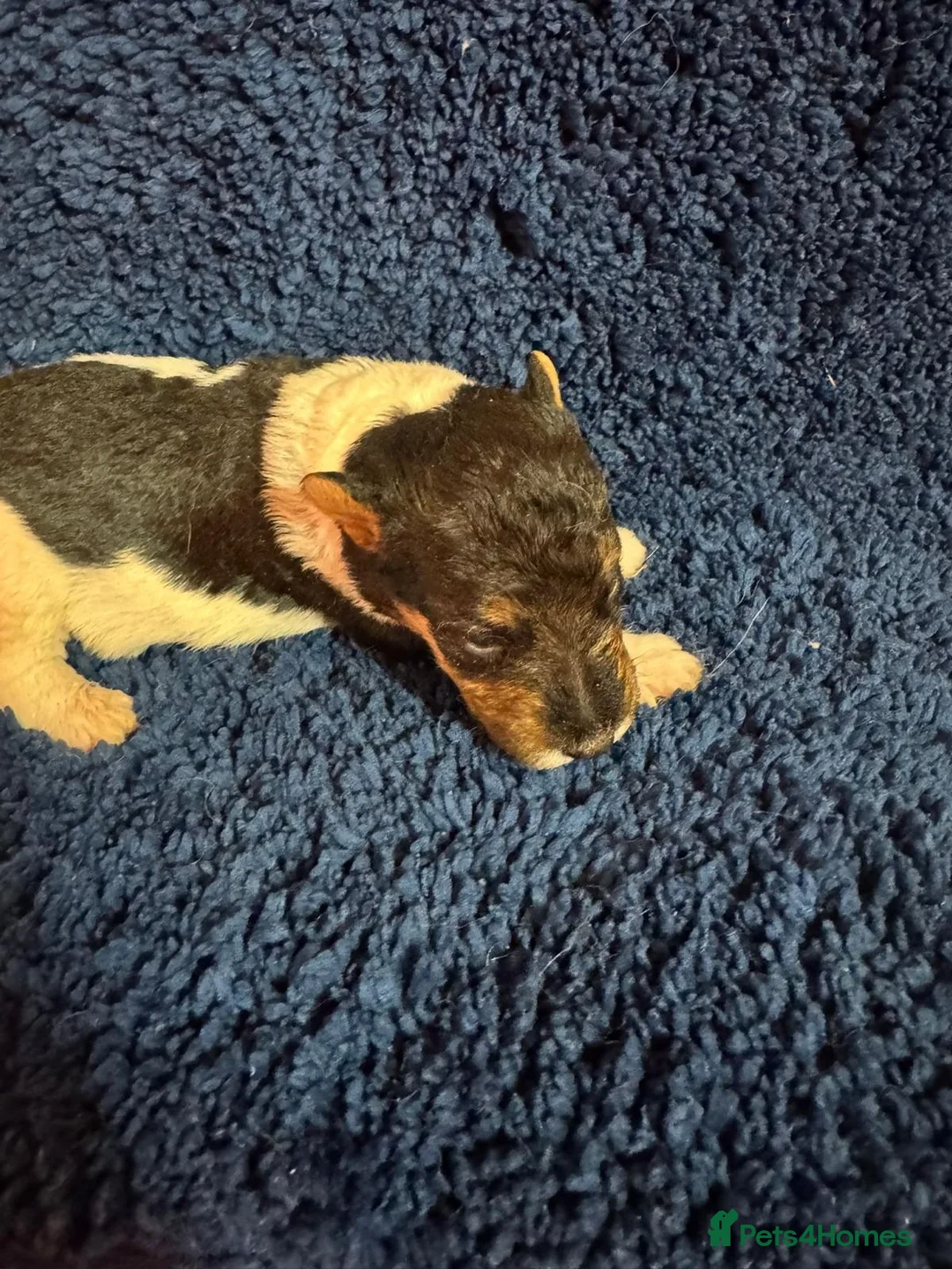Fox Terrier dogs for sale: Beautiful Fox Terrier Puppies Available  - Advert 5