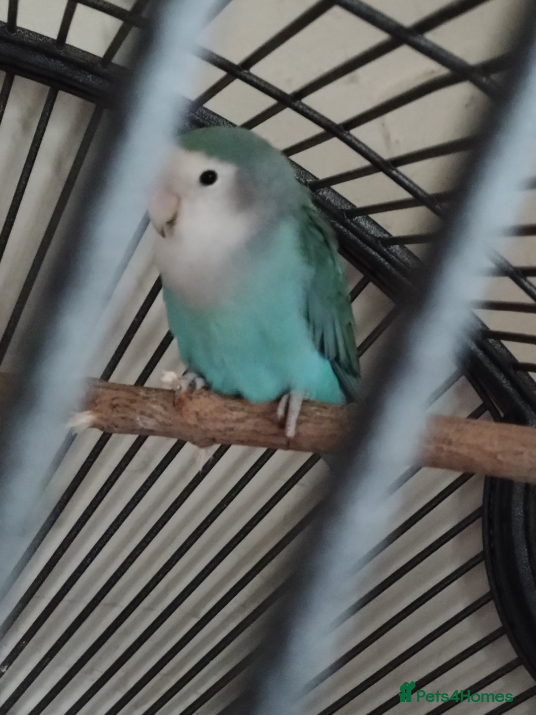 Lovebirds birds for sale: Bonded pair of lovebirds - Advert 2