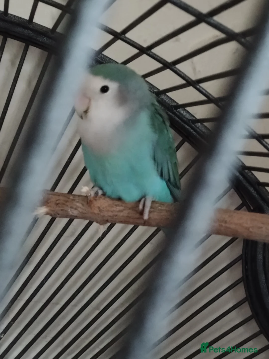 Lovebirds birds for sale: Bonded pair of lovebirds - Advert 2