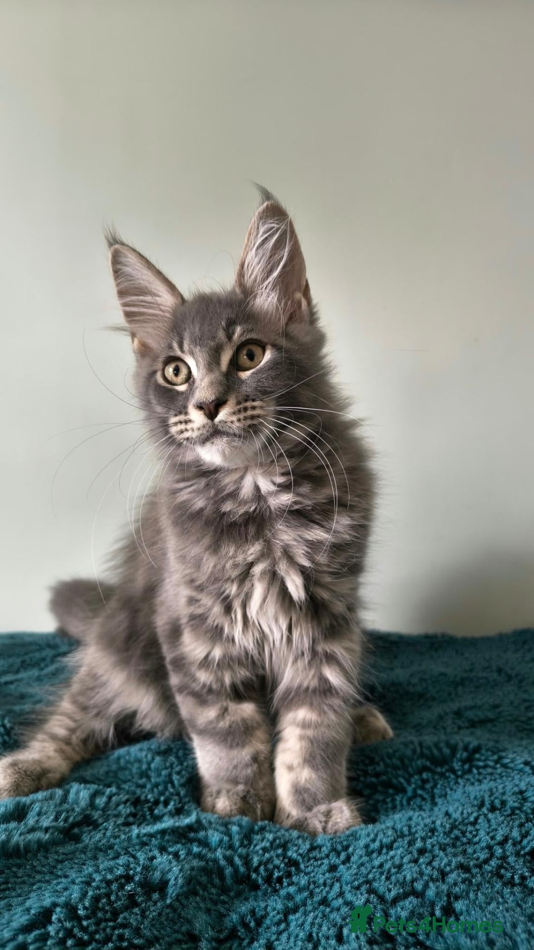 Maine Coon cats Tica registered Maine coon boy - Advert 1