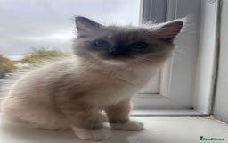 Ragdoll cats for sale: Adorable Kittens Looking for Their Forever Home - Image 7