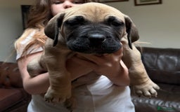 Boerboel dogs for sale: Ysterberg line Boerboel puppies  - Advert 3