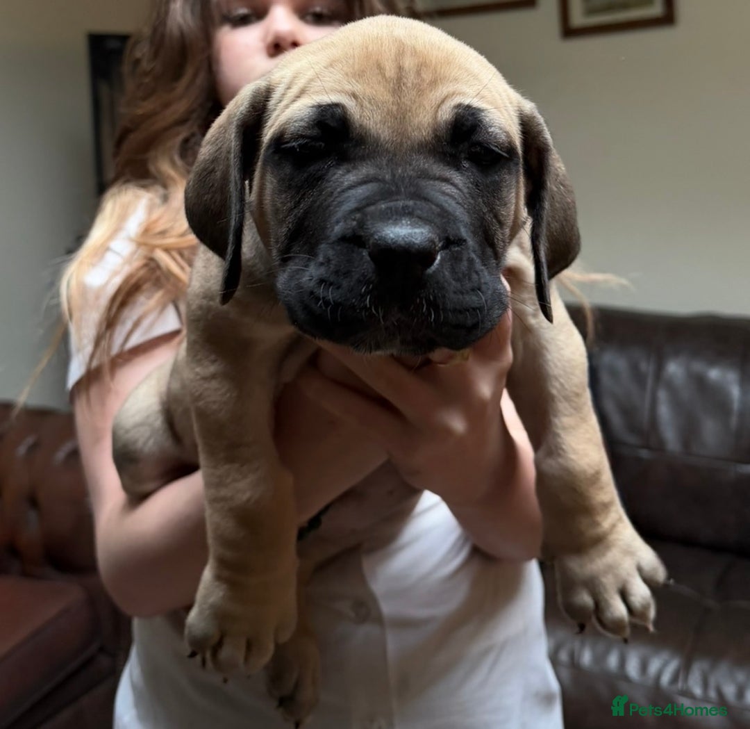 Boerboel dogs for sale: Ysterberg line Boerboel puppies  - Advert 3