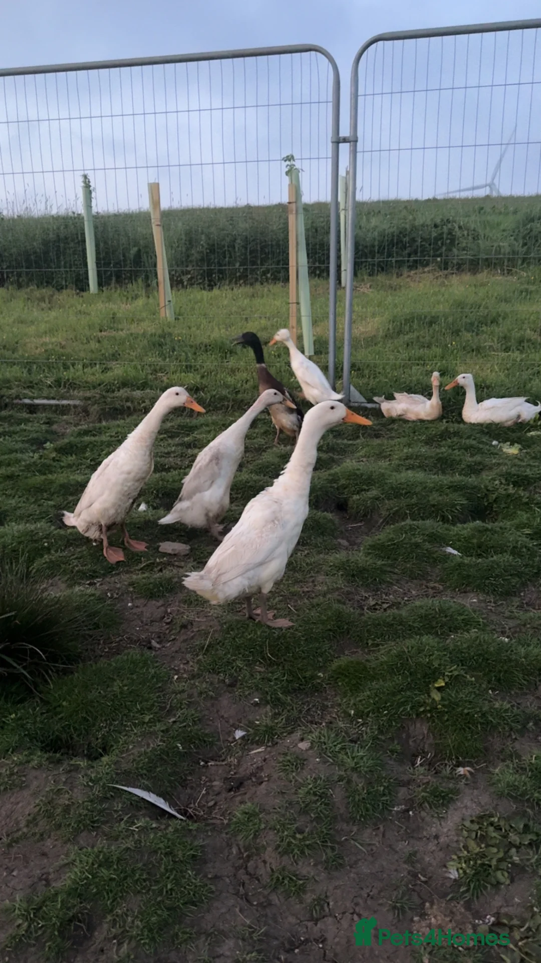 Chickens poultry for sale: Hatching Indian Runner Duck Eggs - Advert 4