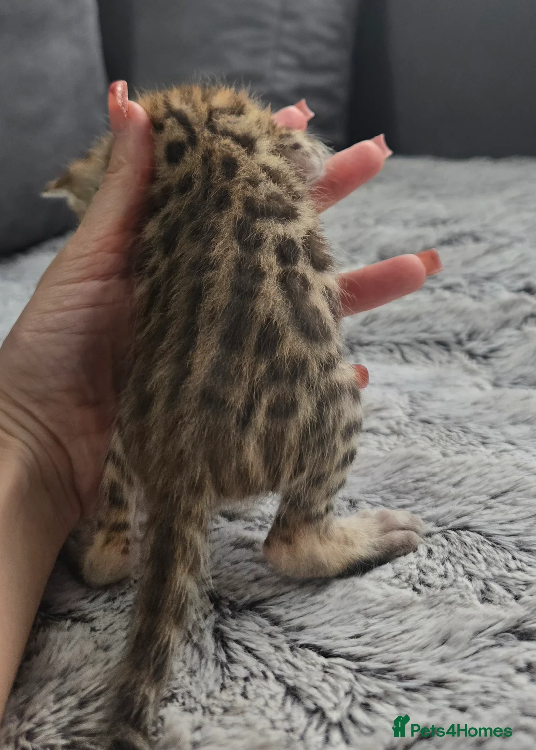 Bengal cats for sale: 2 TICA brown bengal kittens ready for reservation! - Advert 18