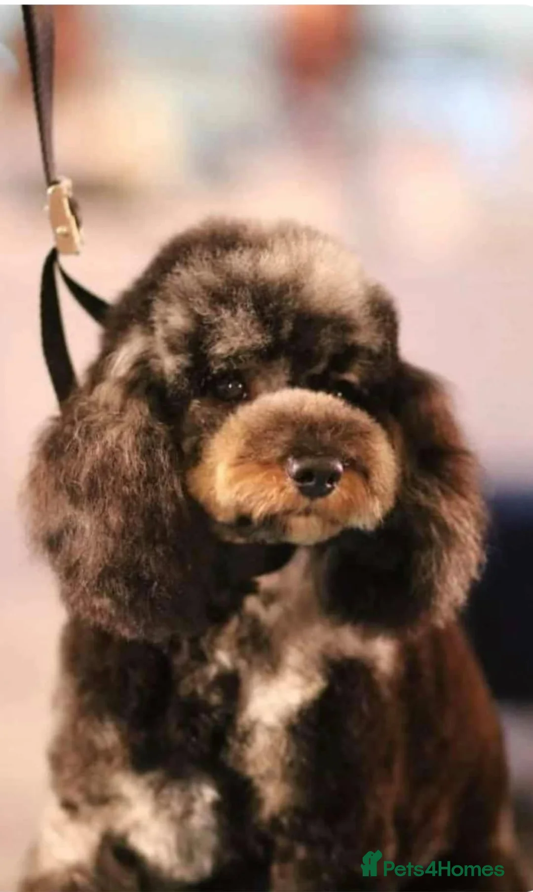 Bernedoodle dogs for sale: Merle, Black & Tan Mini Outstanding Bernedoodles - Advert 17