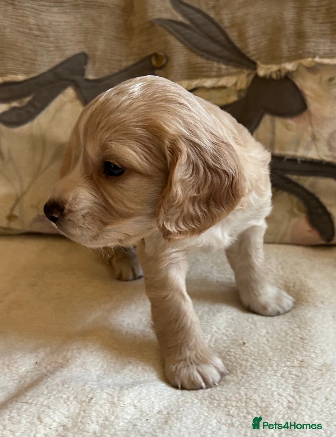 Cocker Spaniel dogs for sale: STUNNING WORKING COCKER SPANIEL PUPS - Advert 5