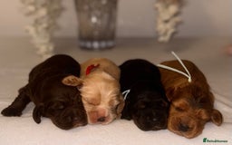 Cocker Spaniel dogs for sale: 🐶🐾beautiful show cocker spaniel puppy’s 🐶🐾 - Image 32