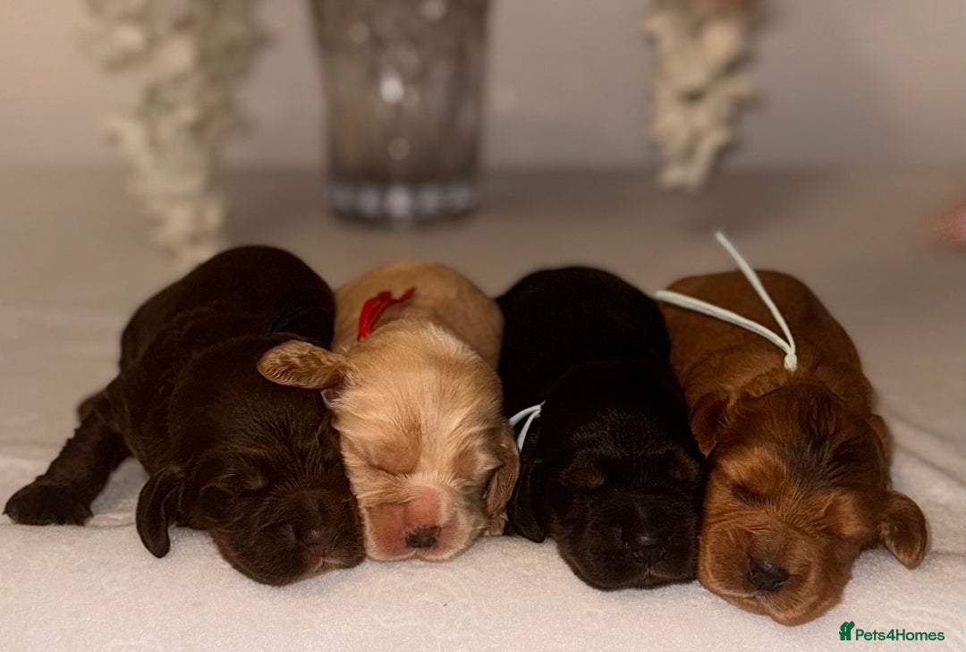 Cocker Spaniel dogs for sale: 🐶🐾beautiful show cocker spaniel puppy’s 🐶🐾 - Image 32