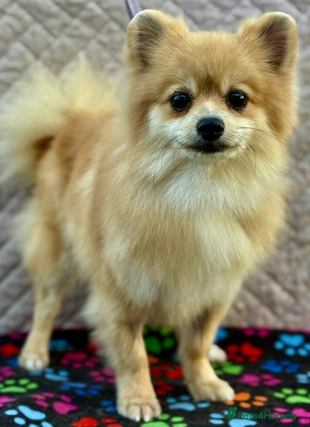 Pomeranian dogs for adoption: MiMi’s Story: From Darkness to Hope - Image 4