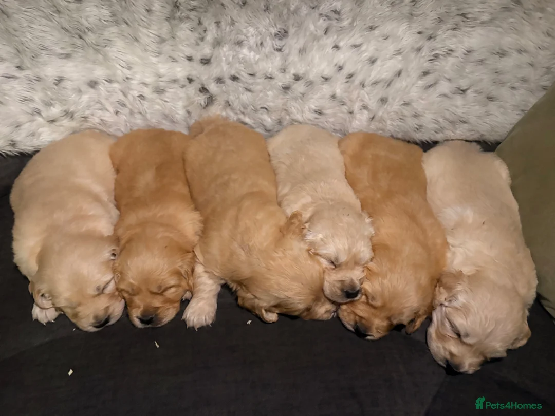 Golden Retriever dogs for sale: Beautiful KC registered golden retriever puppies❤️ in Stoke-on-Trent - Advert 2
