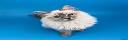 Ragdoll cats for sale: 💙 STUNNING GCCF GRCH SIRED RAGDOLL KITTENS 💙 - Advert 36