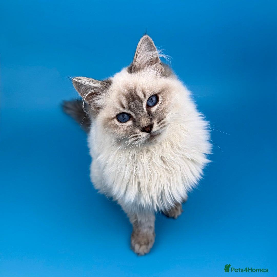 Ragdoll cats for sale: 💙 STUNNING GCCF GRCH SIRED RAGDOLL KITTENS 💙 - Advert 36