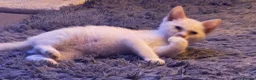 Ragdoll cats for sale: Ragdoll Shpynx kittens 2 male white and ginger  - Advert 5