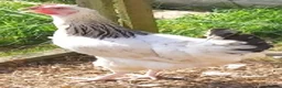 Chickens poultry for sale: POL Chickens stunning Purebreeds for sale in Callington - Advert 19