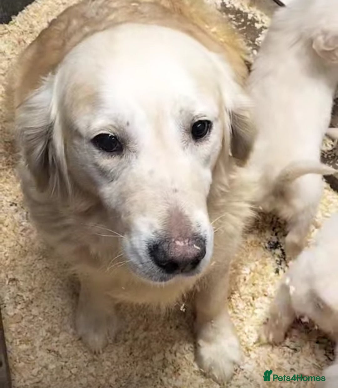 Golden Retriever dogs for sale: GOLDEN RETRIEVER PUPS - Advert 2