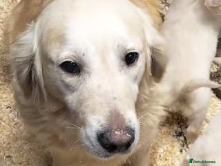 Golden Retriever dogs GOLDEN RETRIEVER PUPS - Advert 5