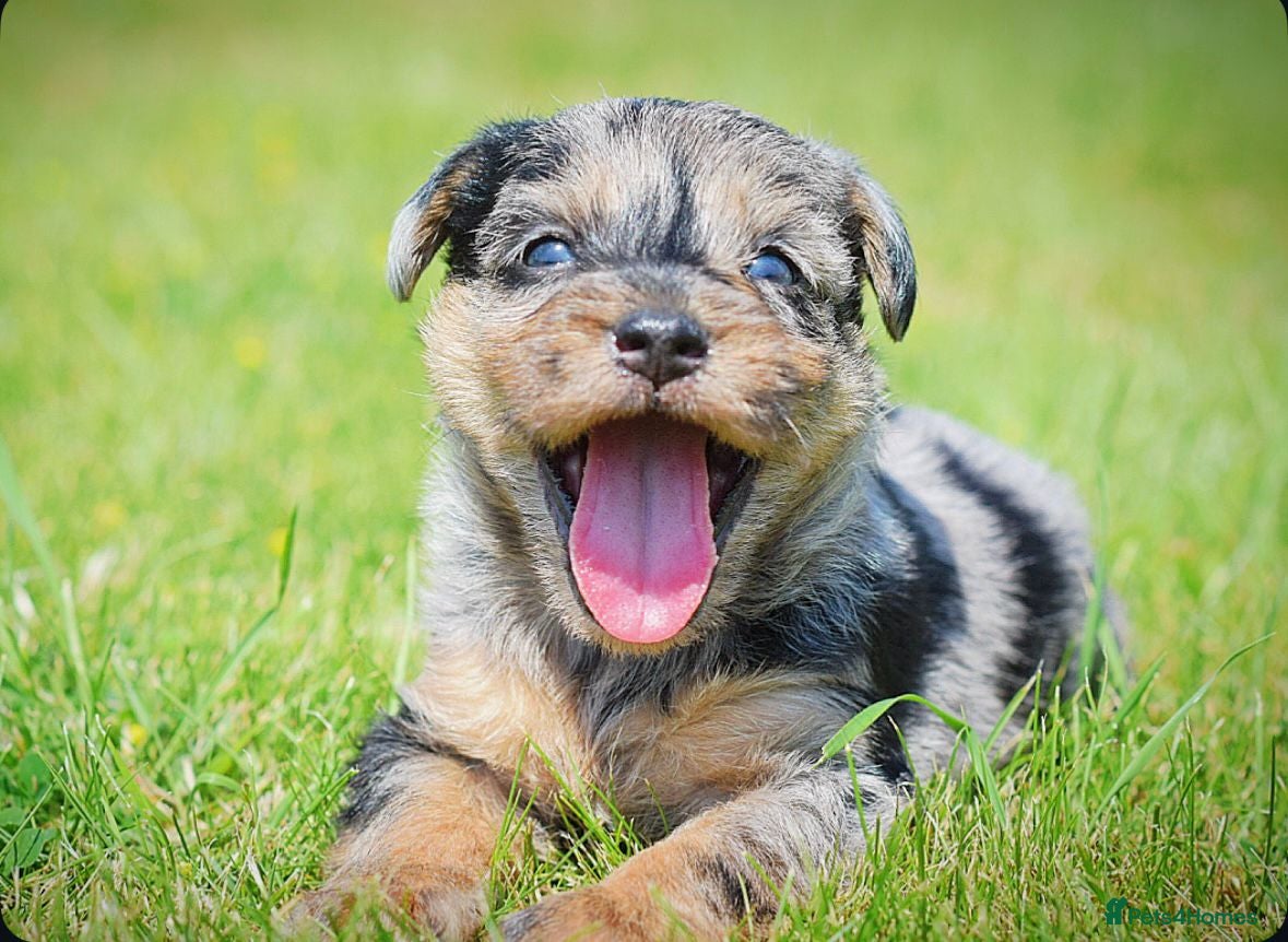 Mixed Breed dogs Beautiful litter of Patterpoo’s   - Advert 7