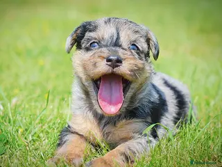 Mixed Breed dogs Beautiful litter of Patterpoo’s - Advert 1