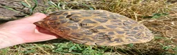Tortoise reptiles for sale: INDIAN STAR TORTOISES ADULT BREEDING TRIO - Advert 9