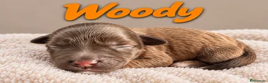 Woody