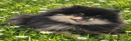 Pomeranian dogs for stud: Very, very sexsy mini Pomeranian 🧸 boys for stud - Advert 1