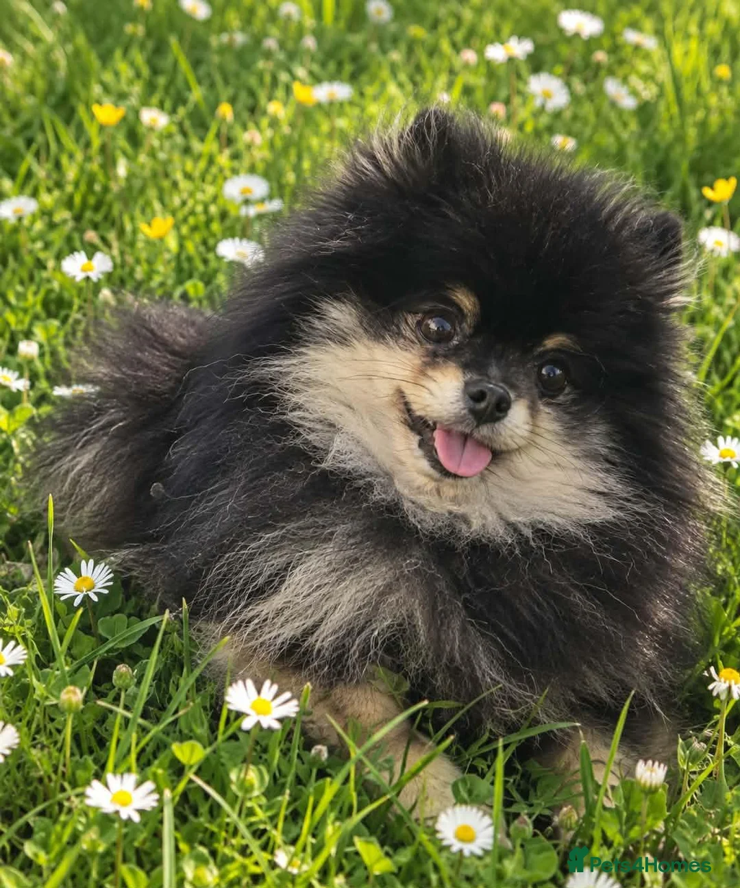 Pomeranian dogs for stud: Very, very sexsy mini Pomeranian 🧸 boys for stud - Advert 1